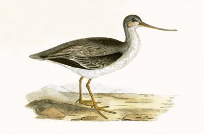 Terek Godwit, ilustracja z „Historii ptaków Europy nieobserwowanej na wyspach brytyjskich” Charlesa Roberta Bree (1811-86), opublikowana w 1867 r. autorstwa English School