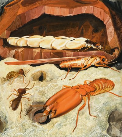 Termity autorstwa English School