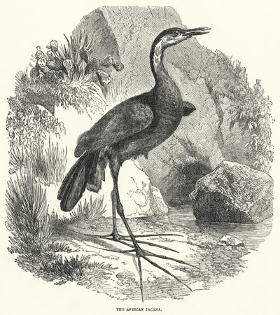 Jacana afrykańska (rycina) autorstwa English School