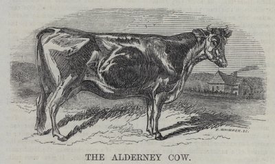 Krowa Alderney (rycina) autorstwa English School