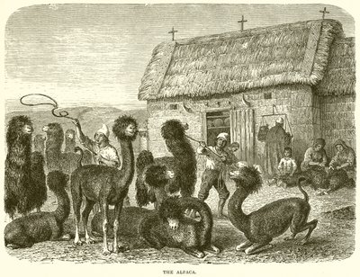 Alpaka autorstwa English School