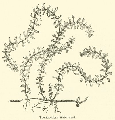 Amerykański chwast wodny (grawerowanie) autorstwa English School
