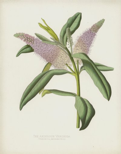 Veronica Anderson, Veronica Andersonii autorstwa English School