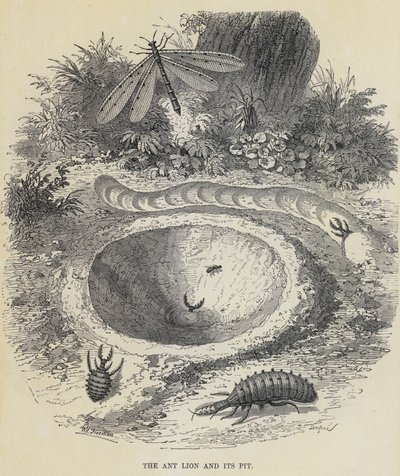 Mrówka lew i jego nora (rycina) autorstwa English School