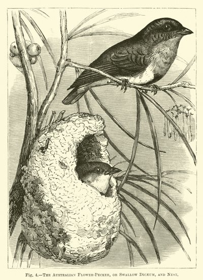 Australijski Flower-Pecker lub Jaskółka Dicaeum i Gniazdo autorstwa English School