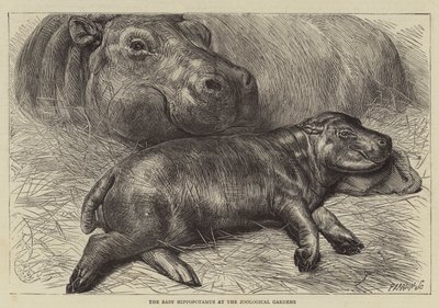 Mały hipopotam w ogrodzie zoologicznym (rycina) autorstwa English School