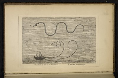 „The Beetle in the act of Parturition”, Frontispiece do „The Origin of the Silver Eel: z uwagami na temat łowienia na przynętę i muchę”, David Cairncross autorstwa English School