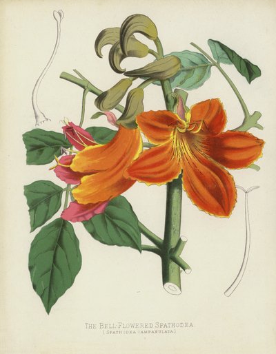 Spathodea dzwonkowata, Spathodea Campanulata autorstwa English School
