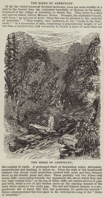 Birki z Aberfeldy (rycina) autorstwa English School