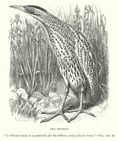 Bąk (rycina) autorstwa English School