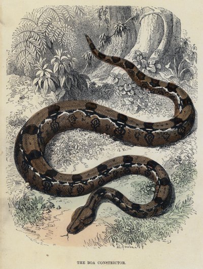 Boa Constrictor (kolorowy grawerunek) autorstwa English School
