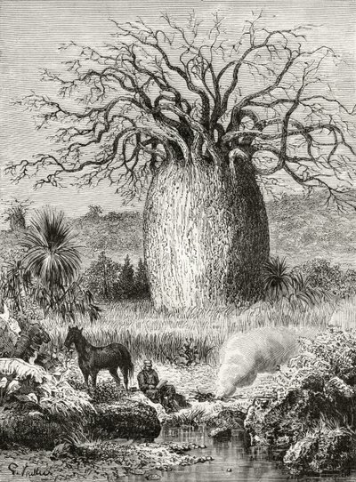 Drzewo butelkowe, z „Australian Pictures” Howarda Willoughby’ego, opublikowane przez religijne Towarzystwo Traktowe, Londyn, 1886 autorstwa English School