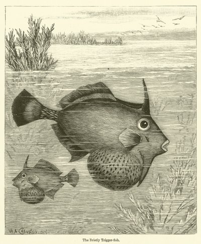 Bristly Trigger-ryba (grawerowanie) autorstwa English School