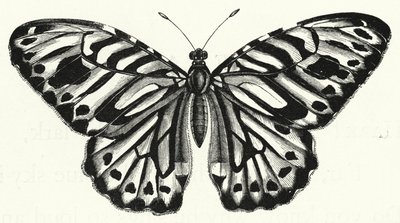 Motyl (grawerunek) autorstwa English School