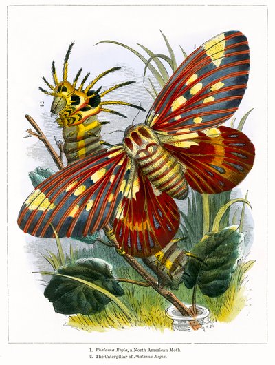 Żywiarium dla motyli (kolorowy grawerunek) autorstwa English School