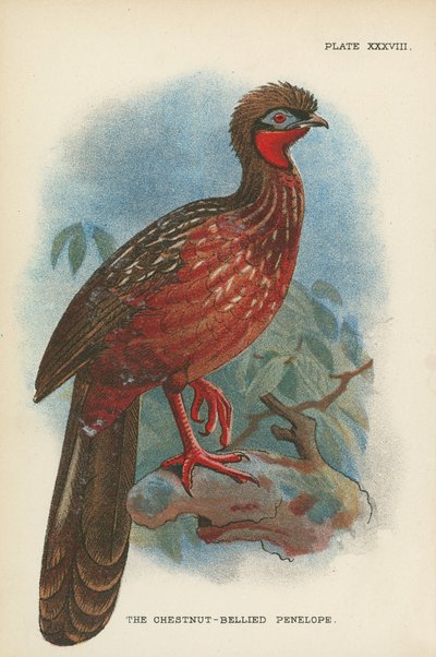 Penelopa z kasztanowym brzuchem autorstwa English School