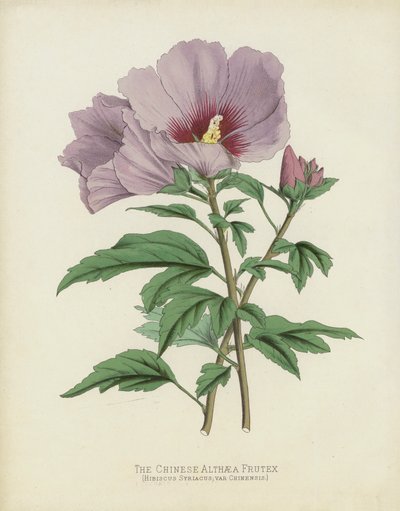 Chiński Althaea Frutex, Hibiscus Syriacus; var Chinensis autorstwa English School
