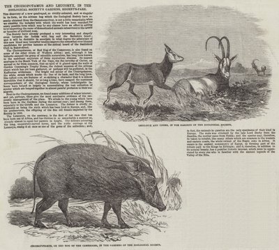 Choiropotamus i Leucoryx, w ogrodach Towarzystwa Zoologicznego, Regent
