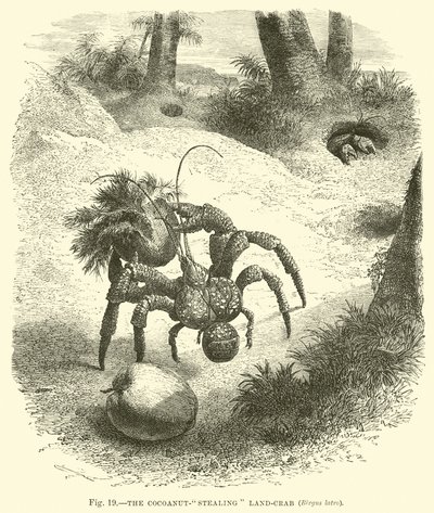 Krab kradnący orzechy kokosowe, Birgus latro autorstwa English School
