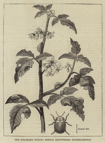 Stonka ziemniaczana , Doryphora decemlineata (grawerowanie) autorstwa English School