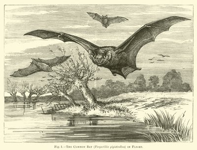 Nietoperz zwyczajny, Vespertilio pipistrellus, w locie autorstwa English School