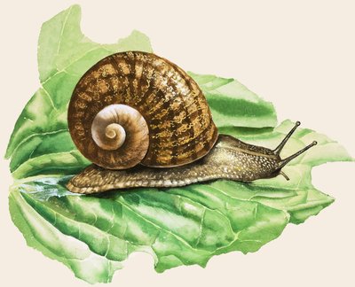 Ślimak ogrodowy, ilustracja z książki "Snails and Slugs" (Ślimaki i pomrowy) autorstwa English School