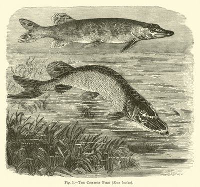 Szczupak zwyczajny, Esox lucius autorstwa English School
