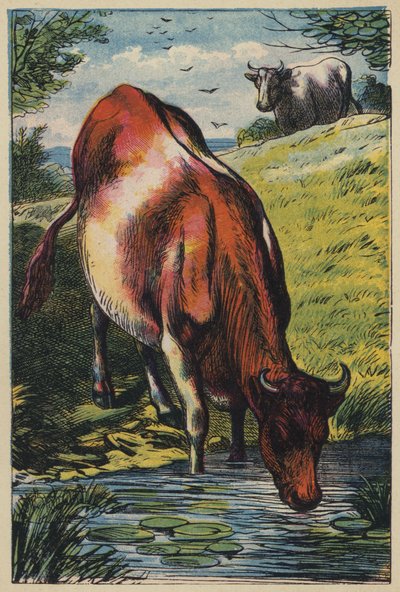 Krowa (kolorowa litografia) autorstwa English School