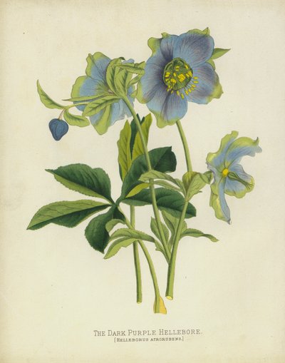 Ciemnofioletowy ciemiernik, Helleborus Atrorubens autorstwa English School
