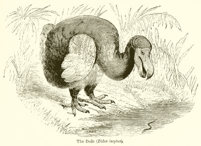 Dodo (Didus Ineptus) autorstwa English School