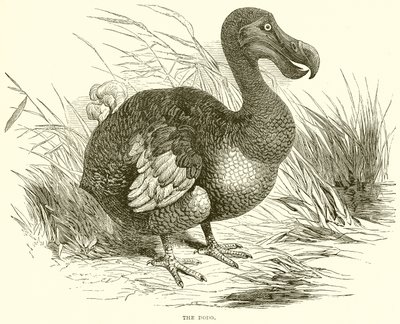 Dodo autorstwa English School