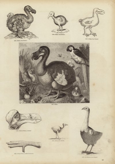 Dodo autorstwa English School