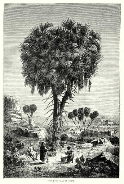 Palma Doum w Nubii (rycina) autorstwa English School