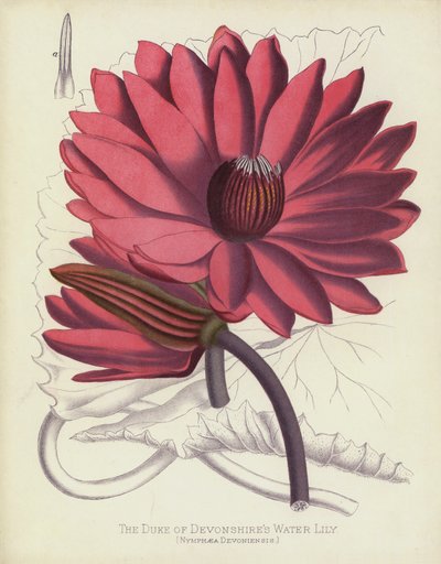 Lilia wodna księcia Devonshires, Nymphaea Devoniensis autorstwa English School
