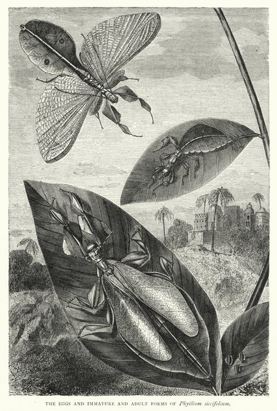 Jaja oraz niedojrzałe i dorosłe formy Phyllium siccifolium (rycina) autorstwa English School