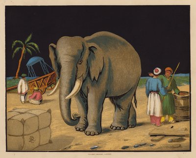 Słoń (kolorowa litografia) autorstwa English School