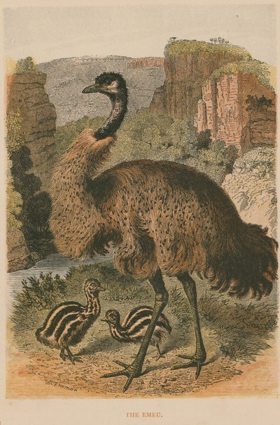 Emu autorstwa English School