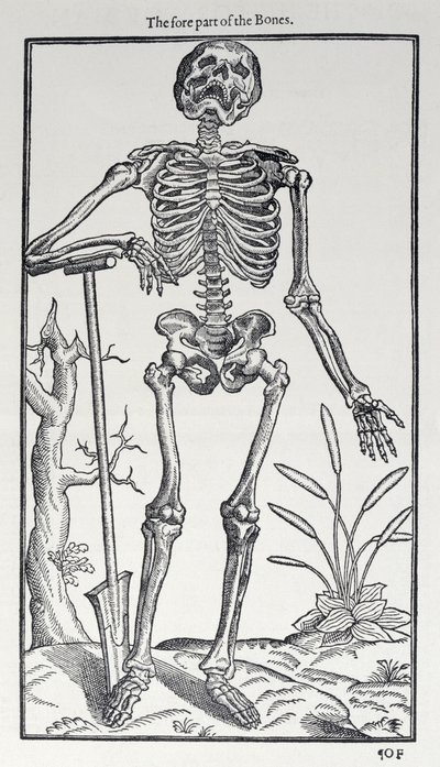 Przednia część kości, płyta z Historii człowieka wydanej przez Johna Banistera (1540-1610), 1578 autorstwa English School