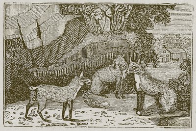 Lis bez ogona (rycina) autorstwa English School