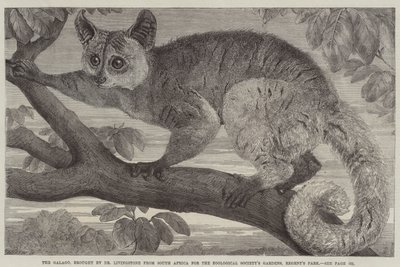 Galago, przywieziony przez dr Livingstone