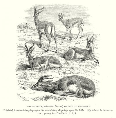 Gazela (Gazella Dorcas) lub sarna z Pisma Świętego (rycina) autorstwa English School