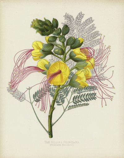 The Gillies Poinciana, Poinciana Gilliesii autorstwa English School