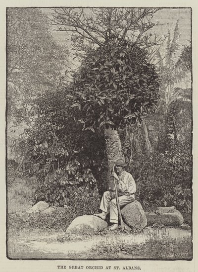 Wielka Orchidea w St Albans (rycina) autorstwa English School