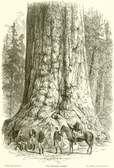 Grizzly Giant autorstwa English School