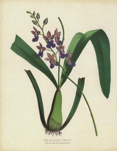 Zakapturzony Oncid, Oncidium Cuccullatum autorstwa English School