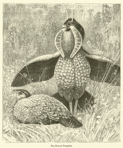 Rogaty Tragopan (rycina) autorstwa English School