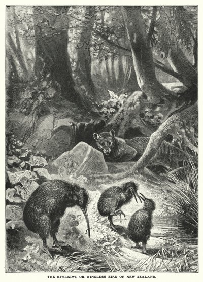 Kiwi-Kiwi, czyli bezskrzydły ptak Nowej Zelandii (rycina) autorstwa English School