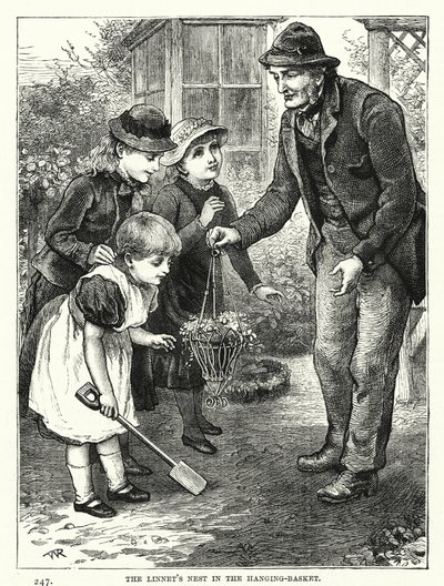Gniazdko Linnet w Wiszącym Koszu (rycina) autorstwa English School