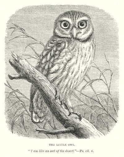 Mała sowa (grawerunek) autorstwa English School