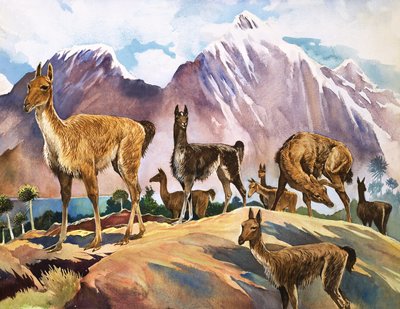 Lama, ilustracja z książki "Cuda natury autorstwa English School